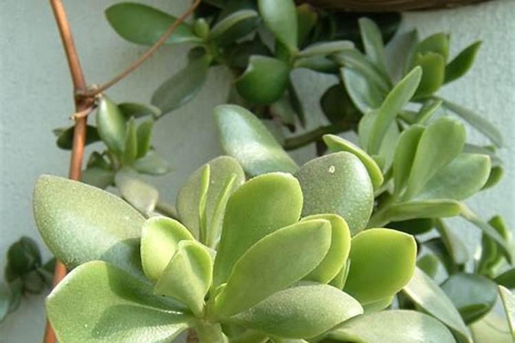 肥厚叶子的植物有哪些