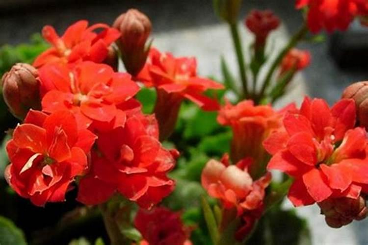 一亩地用多少硼肥