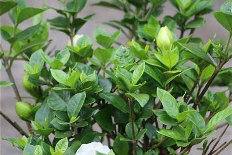 大葱追什么肥最好