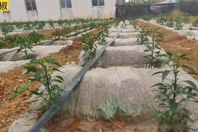 生大豆沤肥的方法怎么用黄豆做肥料