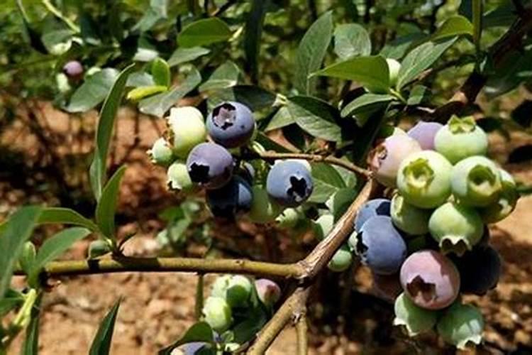 蓝莓开花结果期施什么肥好