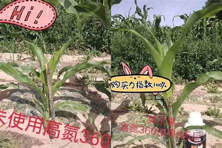 魔芋什么时候追肥合适