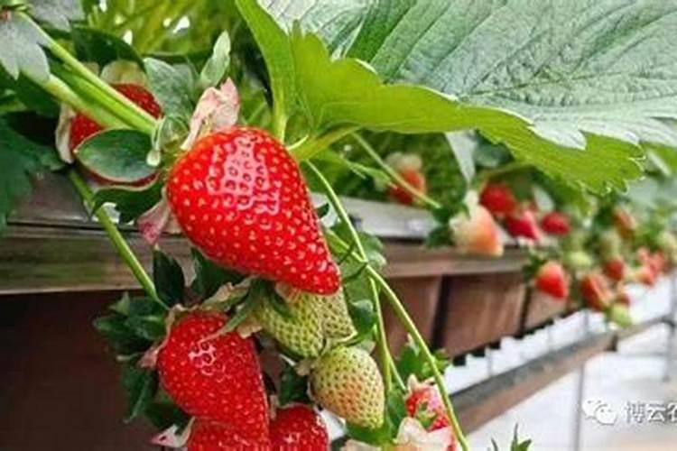 草莓施肥用什么肥料好