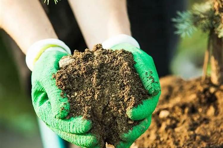 玉米水淹后发黄打什么农药