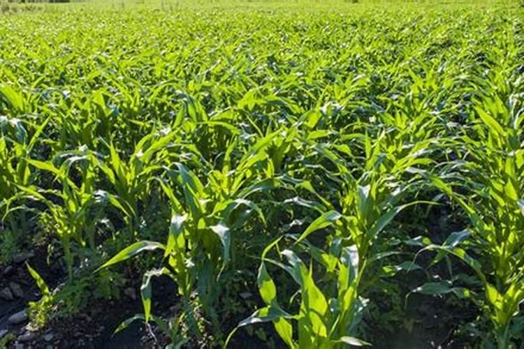 一亩地玉米究竟要施多少化肥