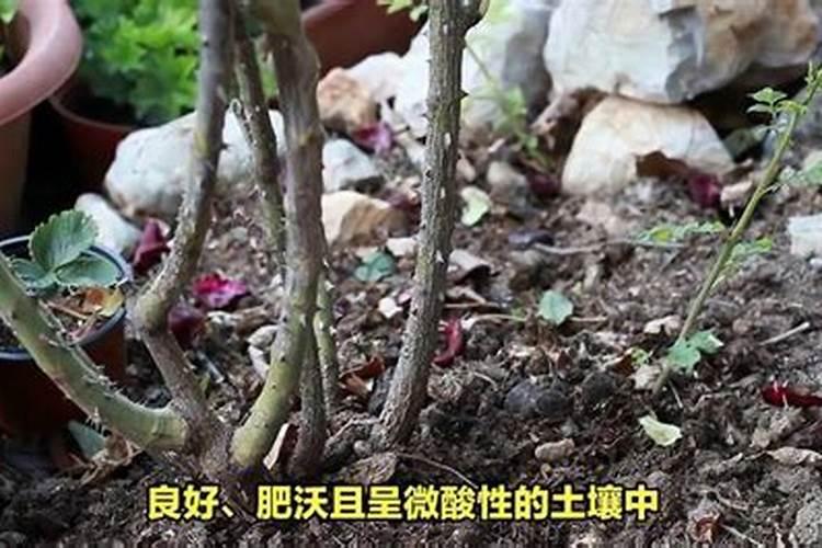 淘宝买的玫瑰花老桩栽盆需要底肥吗？