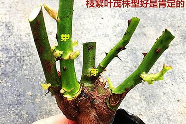 玫瑰老桩催芽方法