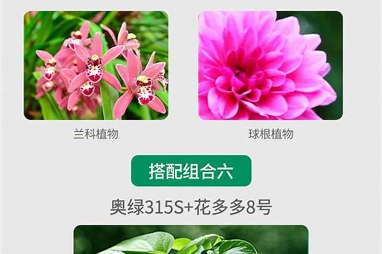 花多多1号和奥绿5号对月季有什么作用？