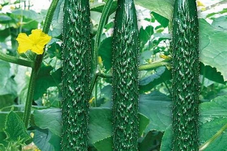 黄瓜结果时施复合肥可以吗