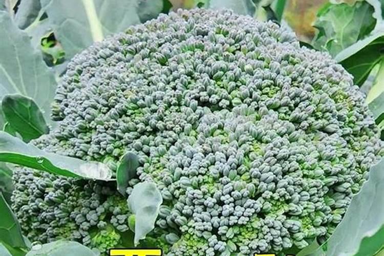 西兰花高效栽培技术 西兰花肥水管理