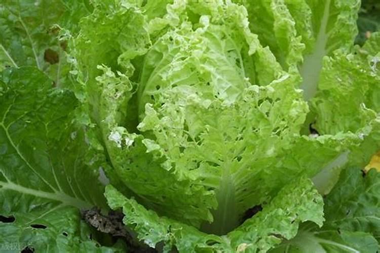 磷酸二氢钾和芸苔素多久打一次