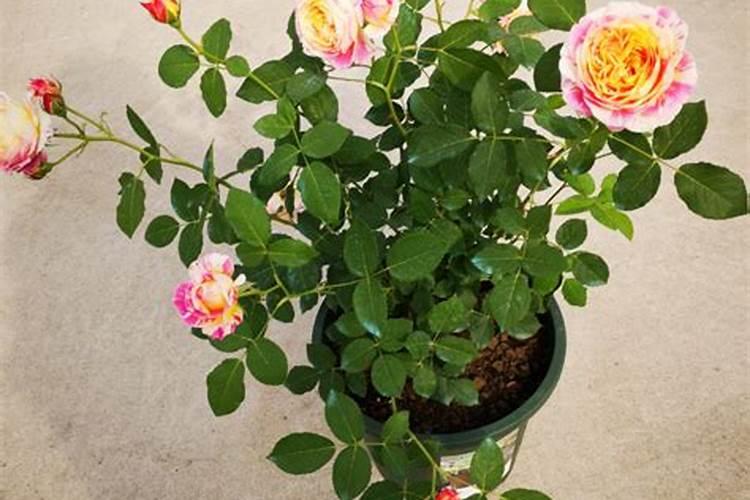 月季上盆后多久施肥