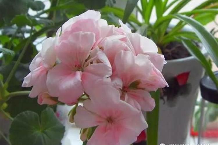 天竺葵用什么肥料最好