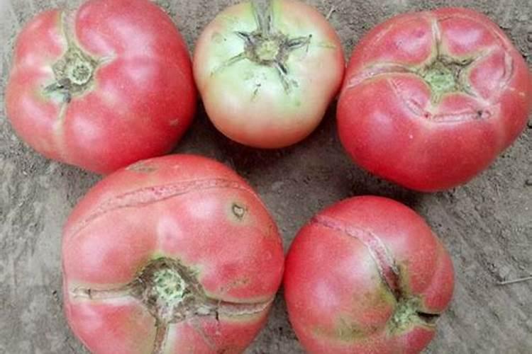 西红柿上啥肥料膨果快