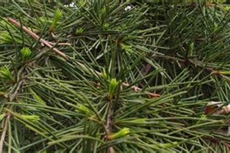 种松树一般施什么肥料