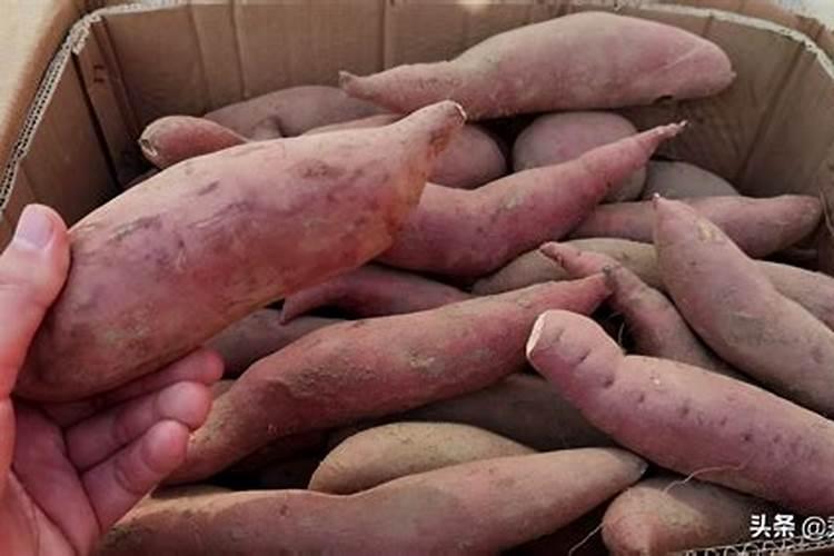 红薯底肥最佳配方