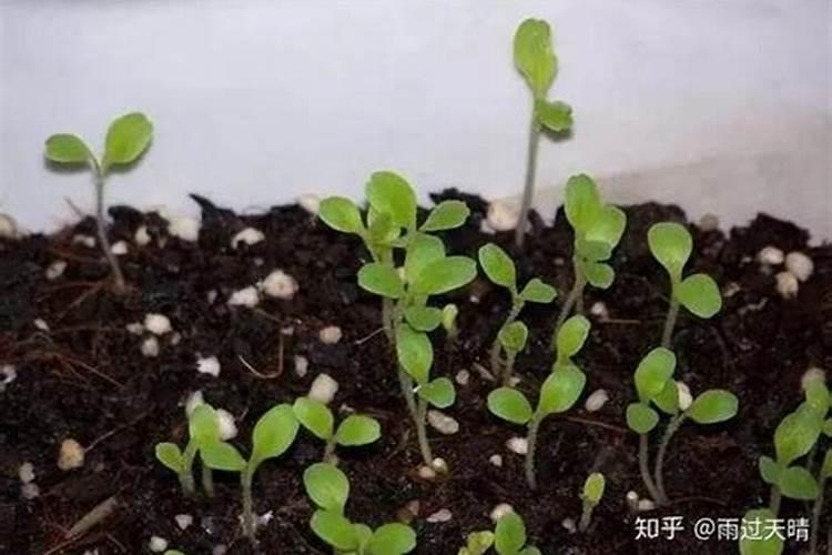 草木灰能用来种菜吗