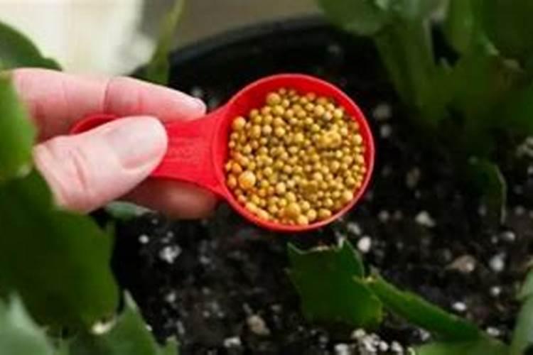 茄子浇尿素的正确方法