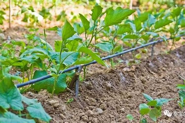 如何制作腐殖酸水肥