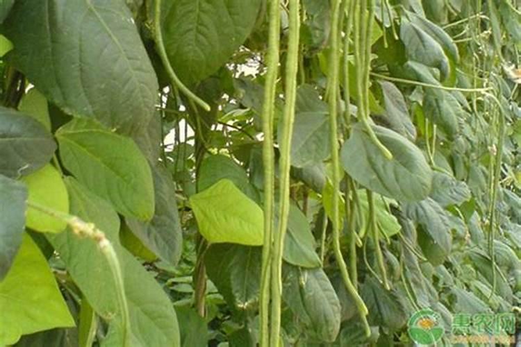 秋季长豆角刚开始摘浇水用什么肥好