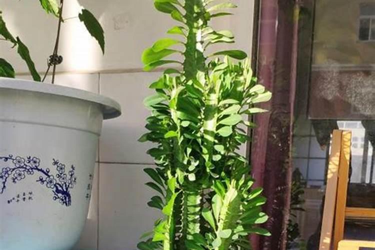 龙骨施什么肥最好