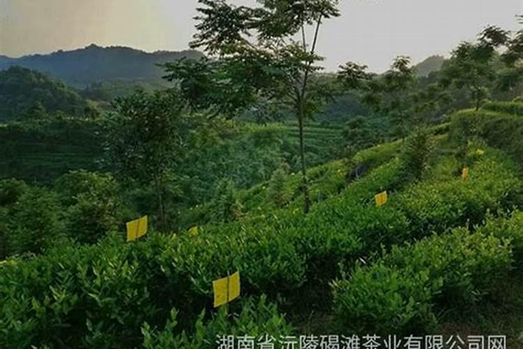 氨基酸水溶肥的作用和功效