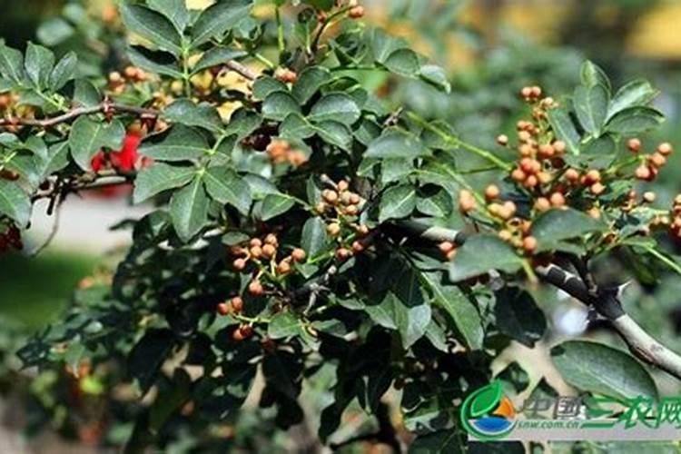 花椒树几月份施肥最佳 花椒树可以几月份施肥