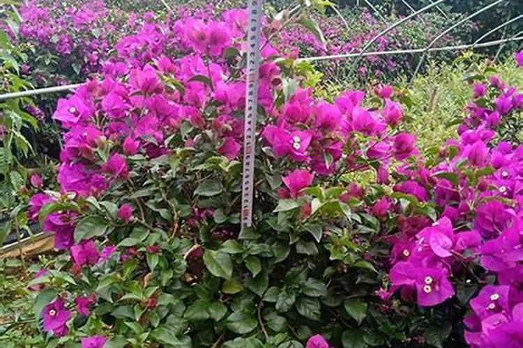 三角梅怎么养护快速枝繁叶茂