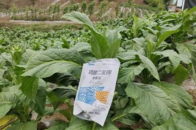 豆类蔬菜怎么施肥？豆类蔬菜生态种植方案