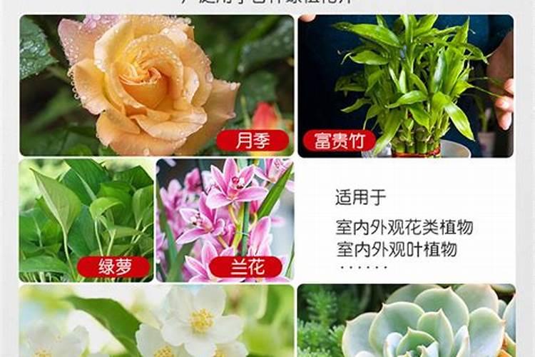 蝴蝶兰换盆多久可以用磷酸二氢钾擦拭叶片？