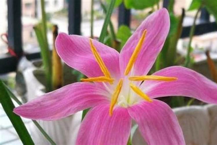 风雨兰种球发芽后需要施肥那？