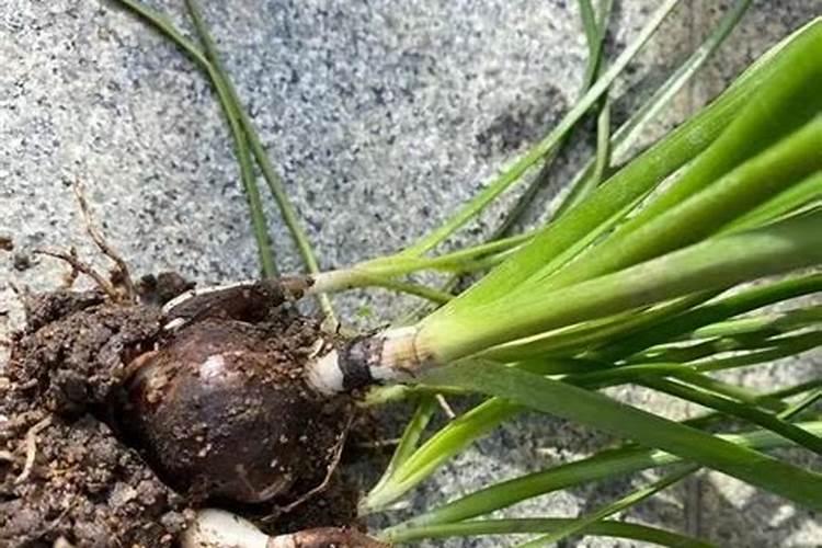 风雨兰球根怎么种