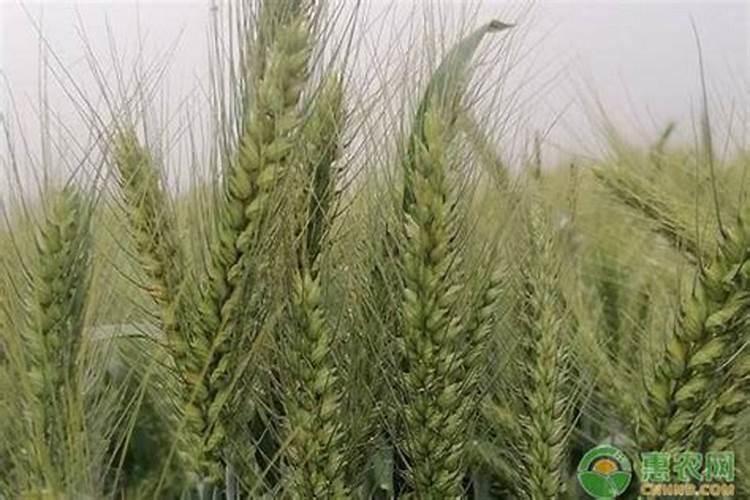 小麦需要的氮磷钾分别是多少