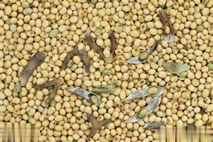 黄豆喜欢什么肥料