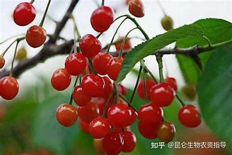 樱桃施什么肥料好？樱桃怎样让果实快速膨大？樱桃叶面肥用金泰靓
