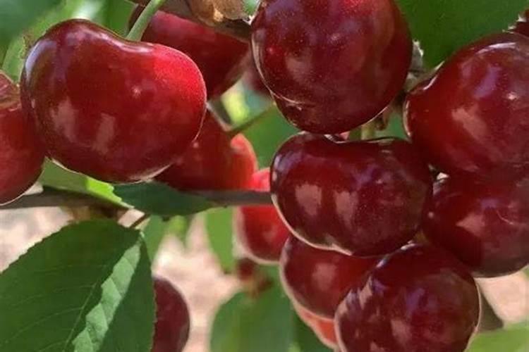 为什么樱桃喷坐果药要浇水施肥？