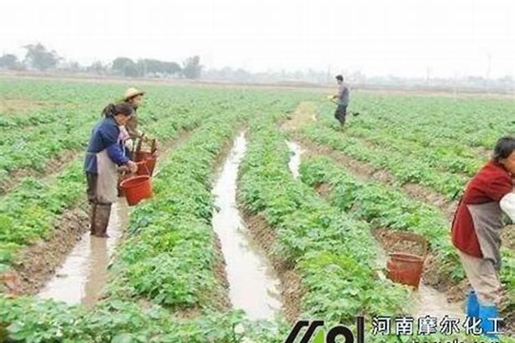 马铃薯膨大期用什么肥料吸收好？马铃薯结果期用什么水溶肥效果好？