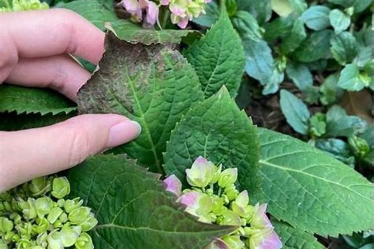 绣球花施肥时间和方法