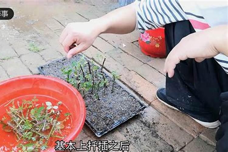 植物缺磷怎么补救