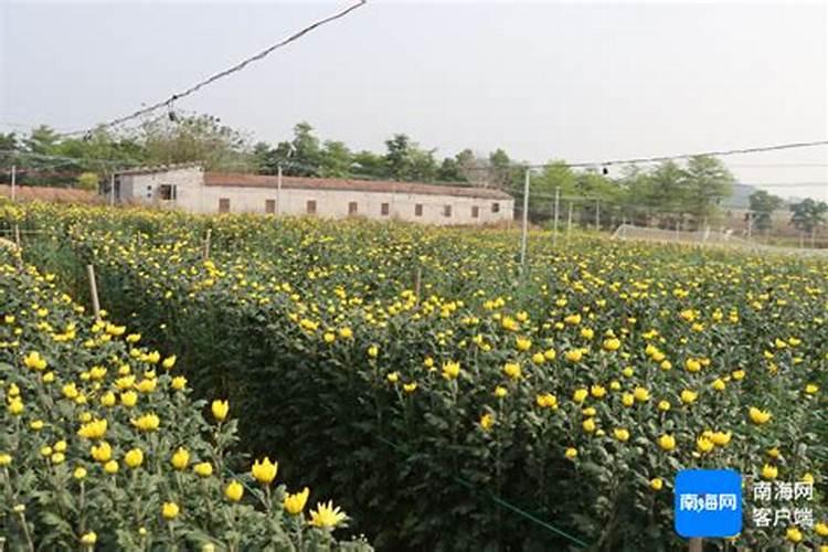 如何让菊花的花枝粗壮