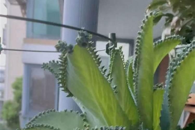 复合肥可以浇蝴蝶兰吗