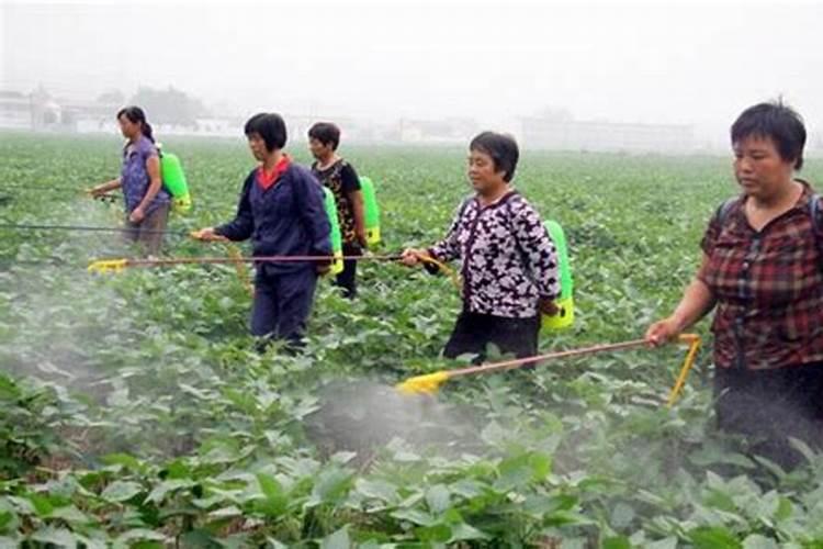 香芋除草剂药害现象有哪些