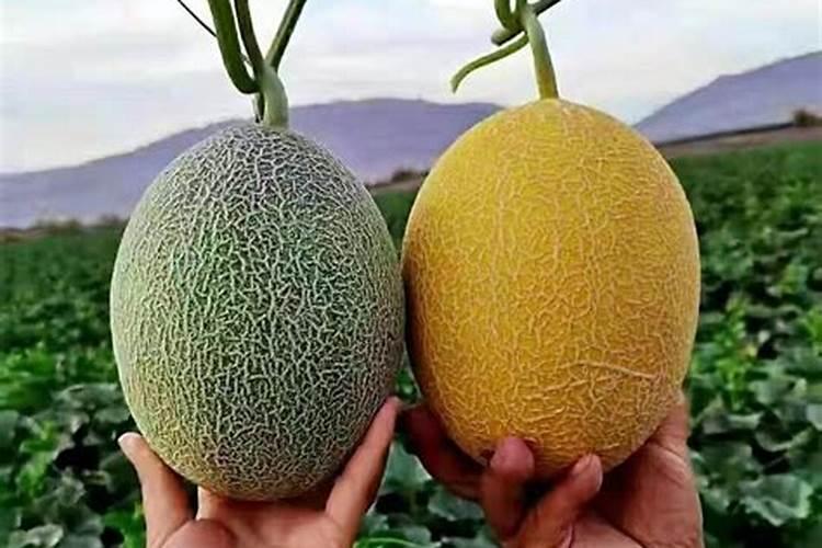 哈密瓜裂瓜防治方法