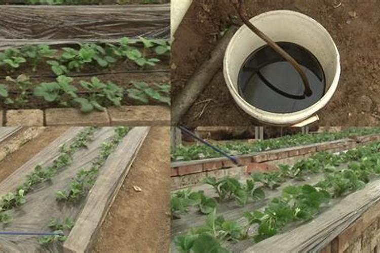 草莓多久追肥 草莓怎么施肥？