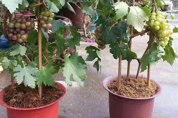 葡萄树在盆中如何养？