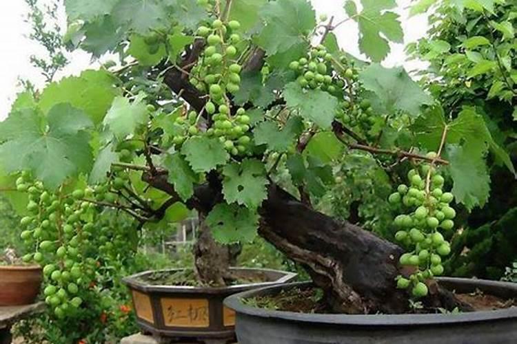 盆栽葡萄的冬季施基肥(冬季给葡萄树施什么肥)