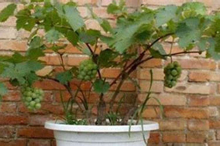 盆栽葡萄要施什么肥料