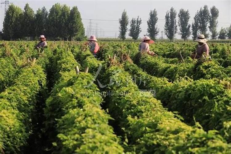 山药追肥要用什么肥料好