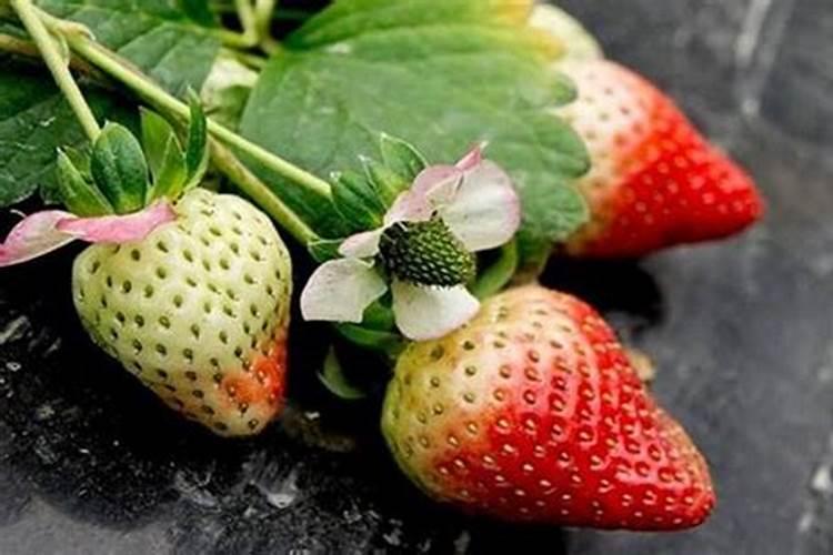 磷肥和磷酸二氢钾的区别