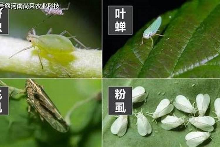 抗病虫害用什么肥